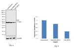 NSE Antibody in Western Blot (WB)