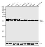 SRSF2 Antibody in Western Blot (WB)