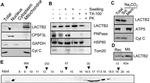 HSP60 Antibody in Western Blot (WB)