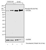 Phospho-Rb (Ser788) Antibody