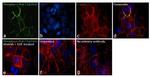 Phospho-c-Raf (Tyr341) Antibody in Immunocytochemistry (ICC/IF)