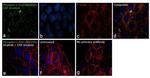 Phospho-c-Raf (Ser339) Antibody in Immunocytochemistry (ICC/IF)