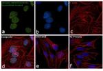 Phospho-MDM2 (Ser395) Antibody