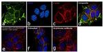 Phospho-ERK1 (Thr202, Tyr205) Antibody