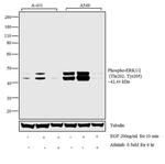 Phospho-ERK1 (Thr202, Tyr205) Antibody