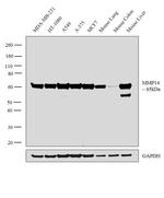 MMP14 Antibody in Western Blot (WB)