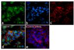 DJ-1 Antibody in Immunocytochemistry (ICC/IF)