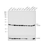 DJ-1 Antibody in Western Blot (WB)