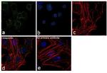 ENO1 Antibody in Immunocytochemistry (ICC/IF)