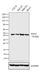 ENO1 Antibody in Western Blot (WB)