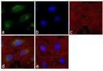 Lamin B1 Antibody in Immunocytochemistry (ICC/IF)