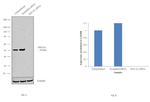 EEF1A1 Antibody