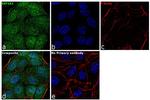 EEF1A1 Antibody in Immunocytochemistry (ICC/IF)