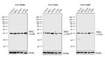 ERK2 Antibody