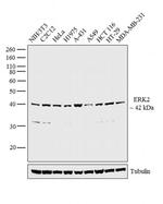 ERK2 Antibody in Western Blot (WB)