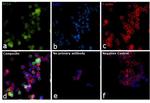 BCL6 Antibody in Immunocytochemistry (ICC/IF)