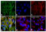 Cytokeratin 18 Antibody in Immunocytochemistry (ICC/IF)