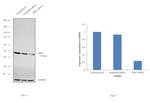 IDH1 Antibody in Western Blot (WB)