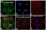 GIPR Antibody