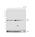 GIPR Antibody