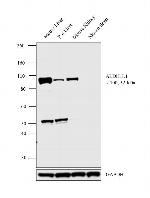 ALDH1L1 Antibody in Western Blot (WB)