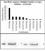 H4K8ac Antibody in Peptide array (Array)