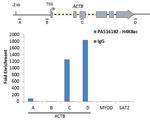 H4K8ac Antibody in ChIP Assay (ChIP)