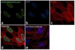 H4K8ac Antibody in Immunocytochemistry (ICC/IF)