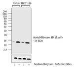 H4K8ac Antibody in Western Blot (WB)