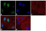 Histone H3 Antibody in Immunocytochemistry (ICC/IF)
