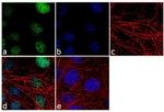 Histone H3 Antibody in Immunocytochemistry (ICC/IF)