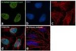 H3K9me2 Antibody in Immunocytochemistry (ICC/IF)