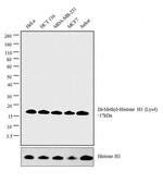 H3K9me2 Antibody in Western Blot (WB)