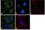 Laminin Antibody in Immunocytochemistry (ICC/IF)