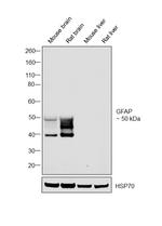 GFAP Antibody in Western Blot (WB)