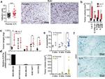 CD31 Antibody in Immunohistochemistry (Paraffin) (IHC (P))