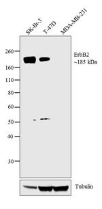 ErbB2 (HER-2) Antibody in Western Blot (WB)