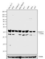 Caspase 3 Antibody in Western Blot (WB)