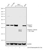 Caspase 9 Antibody in Western Blot (WB)