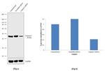 Caspase 9 Antibody in Western Blot (WB)