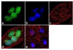 PARP1 Antibody in Immunocytochemistry (ICC/IF)