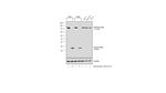 PARP1 Antibody in Western Blot (WB)