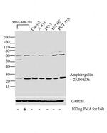 Amphiregulin Antibody in Western Blot (WB)