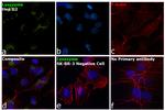 Lysozyme Antibody