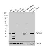 Lysozyme Antibody