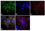 NFkB p65 Antibody in Immunocytochemistry (ICC/IF)