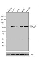 NFkB p65 Antibody in Western Blot (WB)