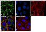 beta Catenin Antibody in Immunocytochemistry (ICC/IF)