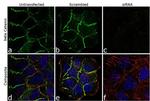 beta Catenin Antibody in Immunocytochemistry (ICC/IF)