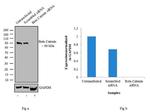 beta Catenin Antibody in Western Blot (WB)